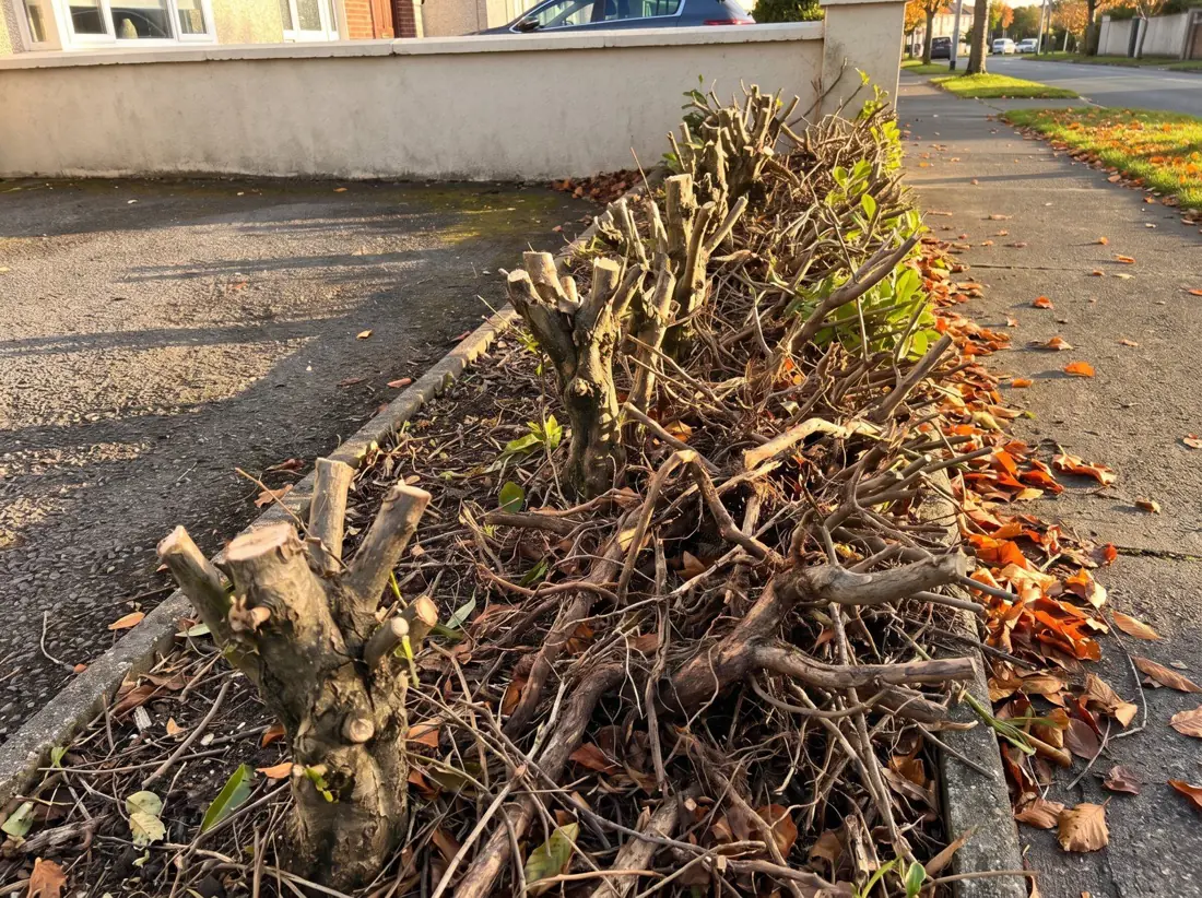 Line of old hedge stumps and roots along a front garden, before