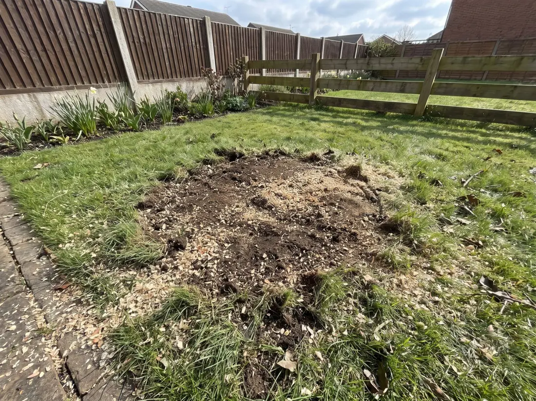 Lawn after the stump was ground out, after