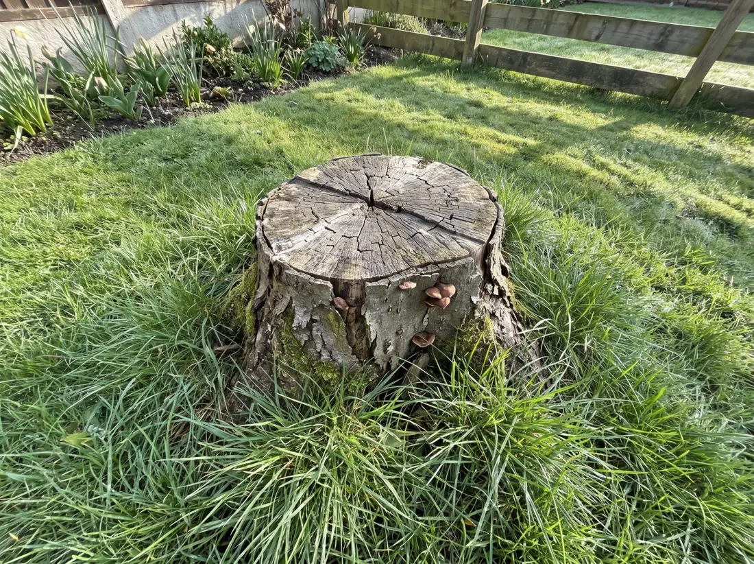 Tree stump in the middle of a back lawn, before