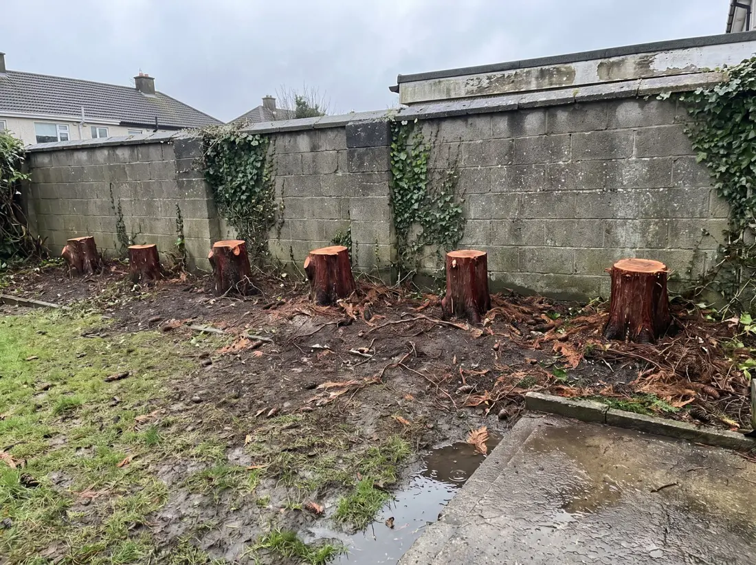 Row of cut conifer stumps along a garden boundary, before