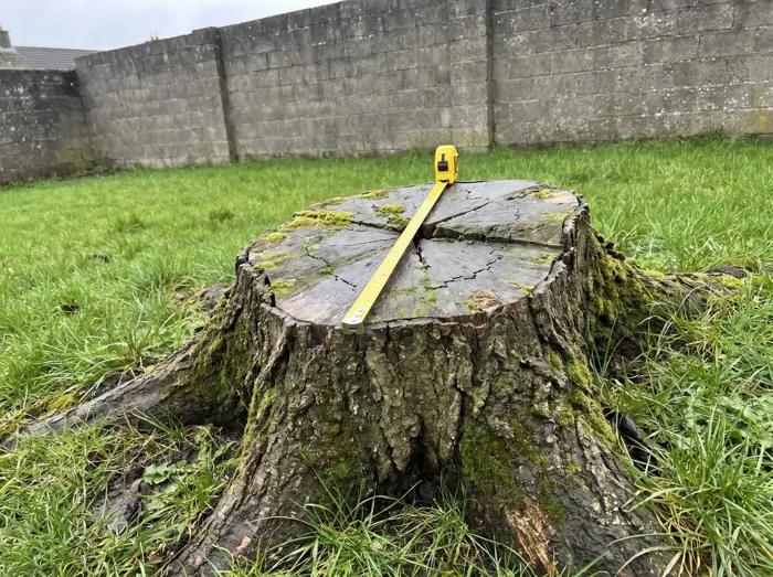 Large tree stump with a tape measure across the top