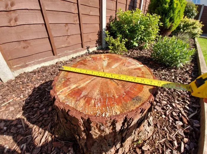 Medium tree stump with a tape measure across the top