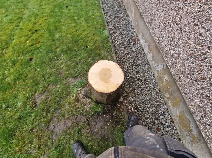 Small tree stump with a tape measure across the top